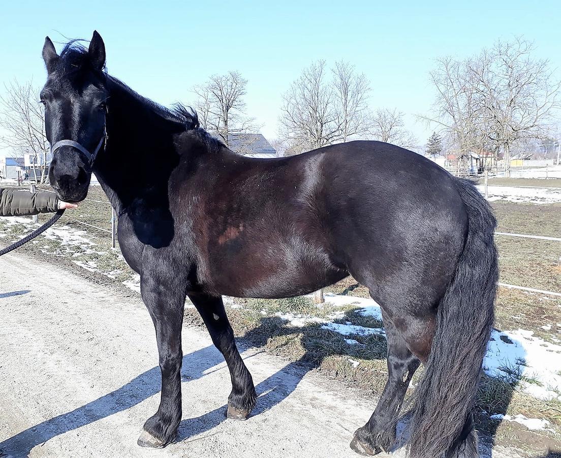 Hedervari Lovas Vendeghaz Bagian luar foto